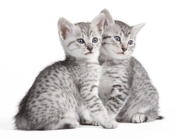 Egyptian Mau kitten with a striking silver spotted coat and green eyes, playfully exploring a soft toy