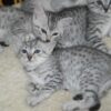 Charming Egyptian Mau kitten with a sleek, spotted coat and vivid green eyes, curiously peeking out from a cat bed