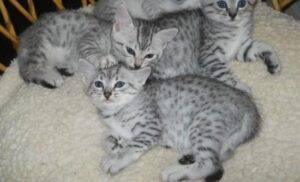 Charming Egyptian Mau kitten with a sleek, spotted coat and vivid green eyes, curiously peeking out from a cat bed