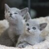 Charming Ragdoll kitten with a luxurious coat and bright blue eyes, curiously peeking from a comfy cat bed