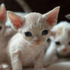 Devon Rex kitten with a soft, wavy coat in cream, large ears, and bright eyes, playfully chasing a toy