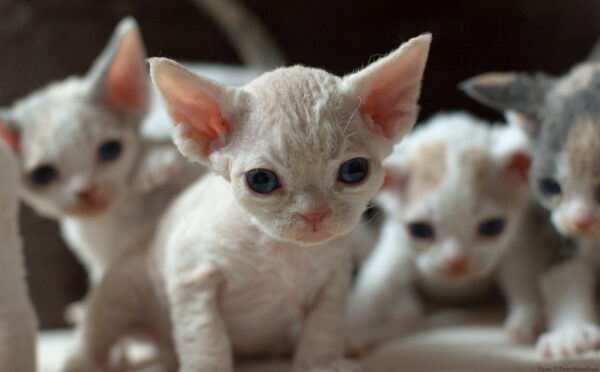 Devon Rex kitten with a soft, wavy coat in cream, large ears, and bright eyes, playfully chasing a toy