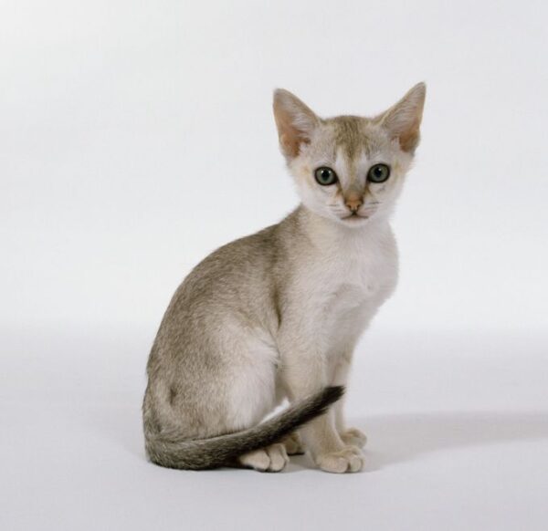 Singapura kitten with a sleek, ticked coat in warm tones and large, expressive eyes, playfully exploring a toy