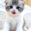 Scottish Fold kitten with unique folded ears and a soft, round face, playfully exploring a colorful toy