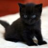 Adorable Bombay kitten with a shiny black coat and bright copper eyes, sitting comfortably on a soft cushion