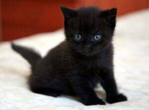 Adorable Bombay kitten with a shiny black coat and bright copper eyes, sitting comfortably on a soft cushion