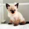 Charming Balinese kitten with a sleek, luxurious coat and expressive blue eyes, curiously peeking from a cozy cat bed