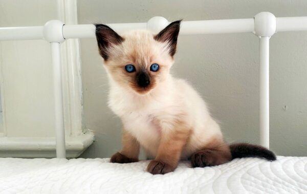 Charming Balinese kitten with a sleek, luxurious coat and expressive blue eyes, curiously peeking from a cozy cat bed