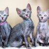 Charming Lykoi kitten with a patchy, hairless coat and curious eyes, curiously peeking from a comfy cat bed