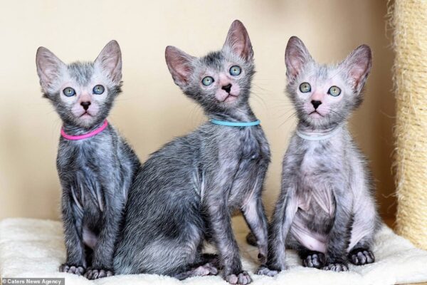 Charming Lykoi kitten with a patchy, hairless coat and curious eyes, curiously peeking from a comfy cat bed