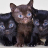 Bombay kitten with a glossy black coat and copper eyes playing with a new cat toy.