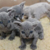 Adorable Devon Rex kitten with a curly, chocolate-brown coat and big, expressive eyes, lounging on a cozy blanket