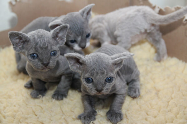 Adorable Devon Rex kitten with a curly, chocolate-brown coat and big, expressive eyes, lounging on a cozy blanket