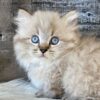 Charming Munchkin kitten with a plush coat and stubby legs, curiously peeking from a comfy cat bed