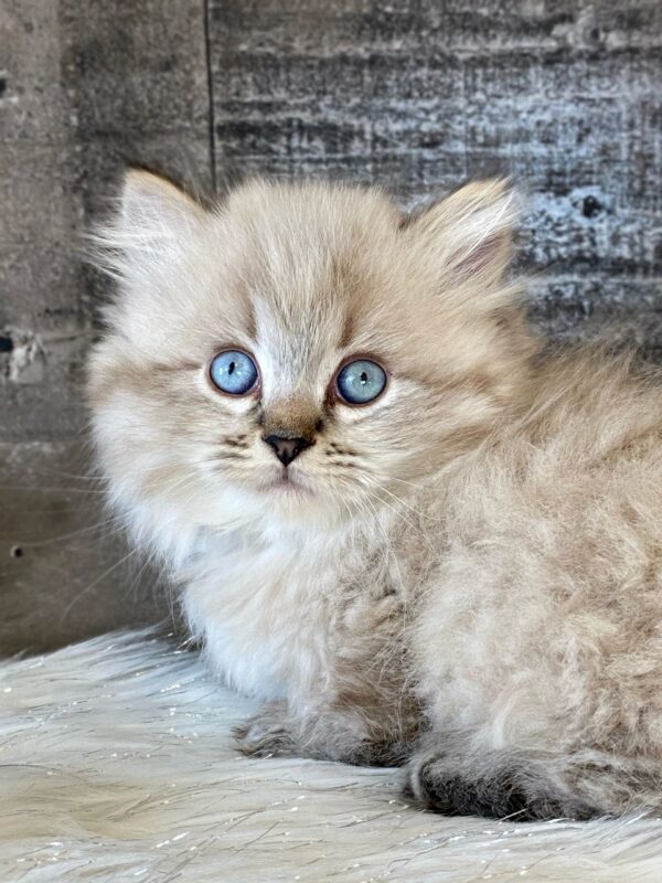 Charming Munchkin kitten with a plush coat and stubby legs, curiously peeking from a comfy cat bed