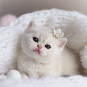 British Shorthair kitten with a thick, silver tabby coat and chubby cheeks, lounging on a sunny windowsill