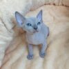 Adorable Sphynx kitten with smooth, bare skin and big ears, lounging comfortably on a soft blanket