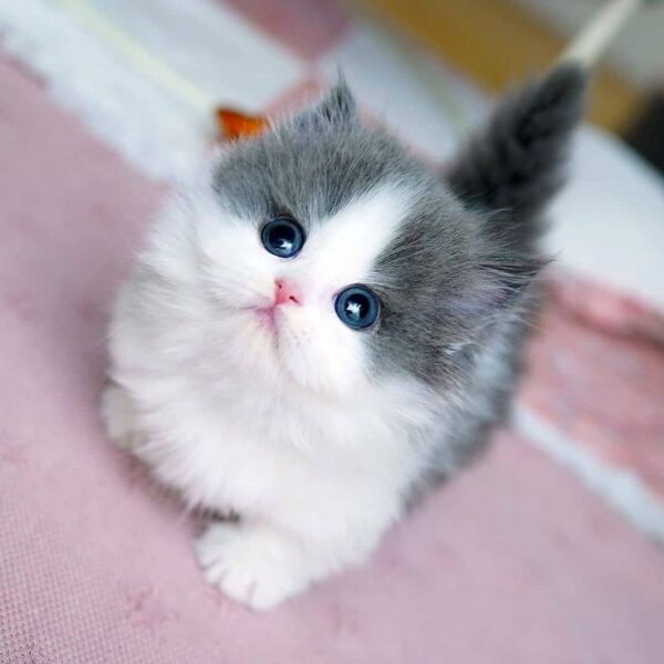 Munchkin kitten with a short, sleek coat and tiny legs, playfully exploring a colorful toy with bright eyes