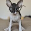 Adorable Cornish Rex kitten with a soft, wavy coat in gray and white, perched on a cozy blanket