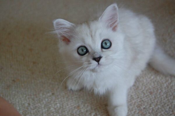 Burmilla kitten with a shiny silver coat and green eyes, playfully pouncing on a soft toy