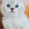 Charming Ragamuffin kitten with a plush, soft coat and expressive eyes, curiously peeking from a comfy cat bed