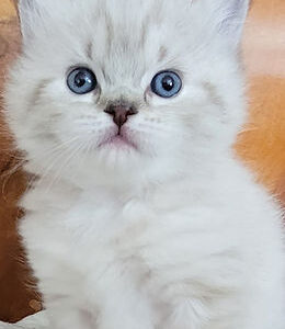 Charming Ragamuffin kitten with a plush, soft coat and expressive eyes, curiously peeking from a comfy cat bed