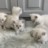 Sweet Burmilla kitten with a sparkling silver coat and bright eyes, curiously exploring a comfy cat bed