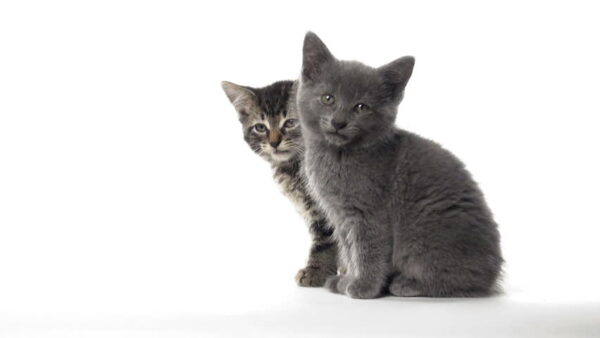 Adorable American Shorthair kitten with a sleek, short coat in silver tabby pattern, lounging on a soft blanket