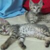 Adorable Arabian Mau kitten with a soft, spotted coat and expressive eyes, lounging comfortably on a cozy blanket