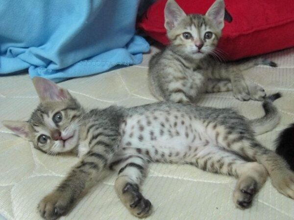 Adorable Arabian Mau kitten with a soft, spotted coat and expressive eyes, lounging comfortably on a cozy blanket