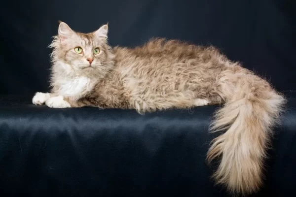 Charming LaPerm kitten with distinctive curls and a sleek, curly coat, curiously peeking from a soft cat bed