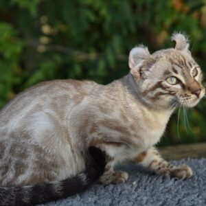 Charming Keetso kitten with a thick, luxurious coat and expressive eyes, curiously exploring its surroundings