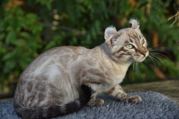 Charming Keetso kitten with a thick, luxurious coat and expressive eyes, curiously exploring its surroundings