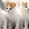 Charming Turkish Van kitten with a unique coat pattern and bright eyes, curiously peeking from a soft cat bed