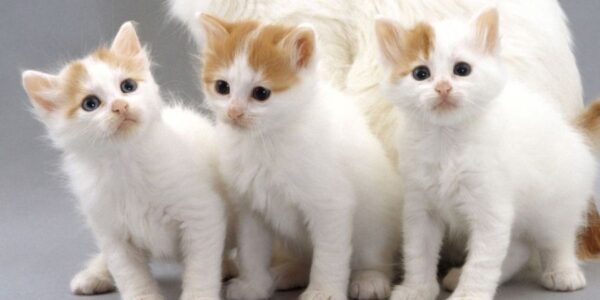 Charming Turkish Van kitten with a unique coat pattern and bright eyes, curiously peeking from a soft cat bed