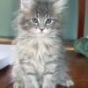 Charming Maine Coon kitten with a majestic, long coat and bushy tail, curiously peeking from a soft cat bed