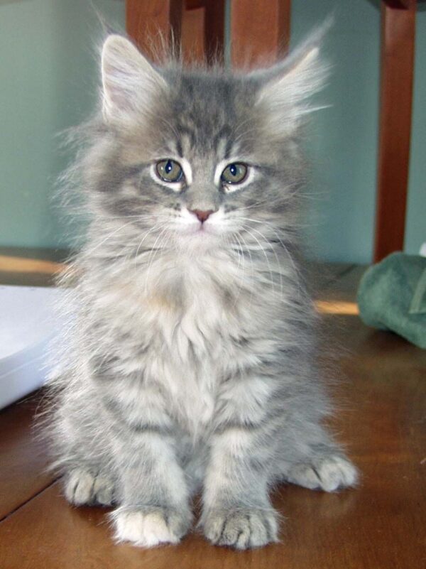 Charming Maine Coon kitten with a majestic, long coat and bushy tail, curiously peeking from a soft cat bed