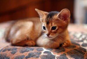 Charming Abyssinian kitten with a short, ticked coat and vibrant eyes, curiously peeking out from a cozy cat bed