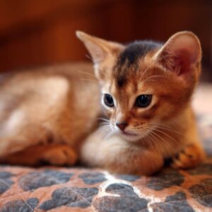 Charming Abyssinian kitten with a short, ticked coat and vibrant eyes, curiously peeking out from a cozy cat bed