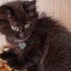 Charming Turkish Angora kitten with a sleek, flowing coat and vibrant eyes, curiously peeking from a cozy cat bed