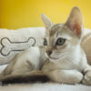 Charming Singapura kitten with a soft, warm coat and curious eyes, peeking from a comfy cat bed