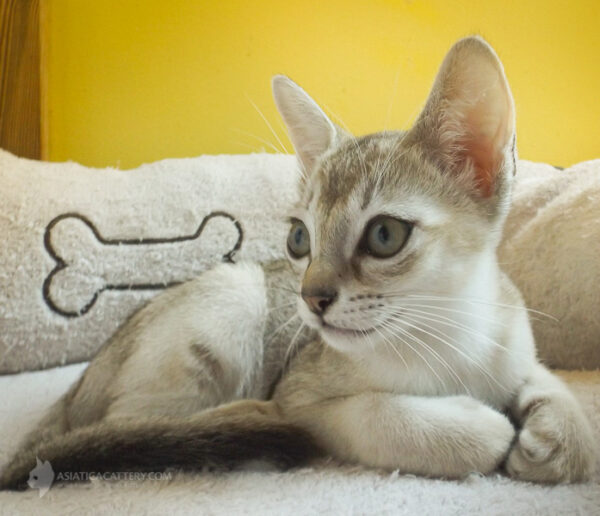 Charming Singapura kitten with a soft, warm coat and curious eyes, peeking from a comfy cat bed