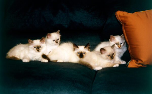 Birman kitten with a long, silky coat in cream color and striking blue eyes, playfully batting at a toy