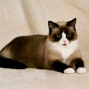 Charming Snowshoe kitten with a unique white coat and dark points, curiously peeking from a comfy cat bed