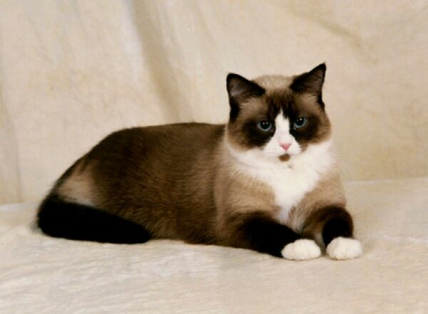 Charming Snowshoe kitten with a unique white coat and dark points, curiously peeking from a comfy cat bed