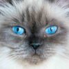 Himalayan kitten with a long, fluffy coat in a cream color and blue eyes, playfully batting at a toy