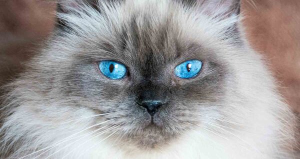 Himalayan kitten with a long, fluffy coat in a cream color and blue eyes, playfully batting at a toy