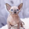 Charming Sphynx kitten with a unique, hairless appearance and curious eyes, peeking from a cozy cat bed