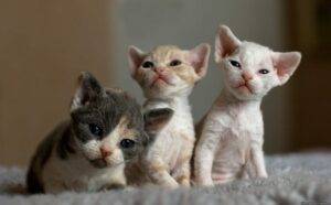 Charming Devon Rex kitten with a textured, light gray coat and large ears, curiously exploring its surroundings