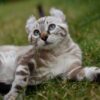 Keetso kitten with a fluffy, semi-long coat and bright eyes, playfully batting at a toy